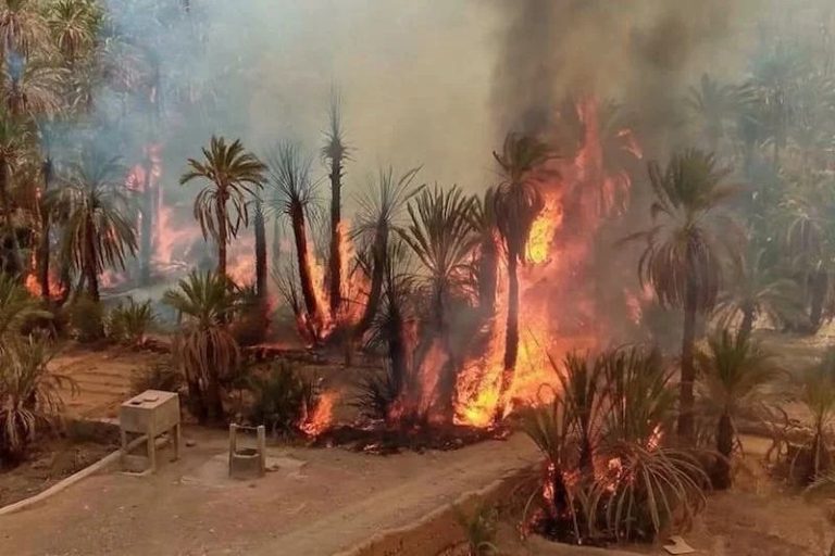مغرب تايمز - إحتراق واحة " إغير ولولن " بإقليم طاطا