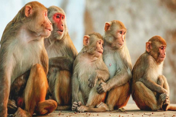 مغرب تايمز - هروب " قردة تجارب كورونا " يستنفر السلطات الأمنية