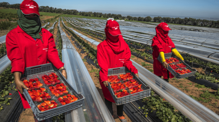 مغرب تايمز - رغم إغلاق الحدود والأزمة مع مدريد: آلاف المغربيات للعمل في حقول الفراولة بإسبانيا