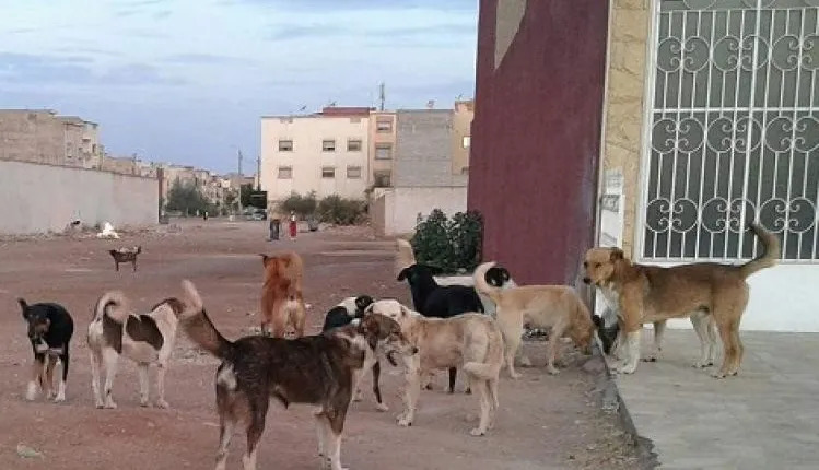 مغرب تايمز - أكادير.. إصابة تلميذة اثر هجوم الكلاب الضالة عليها