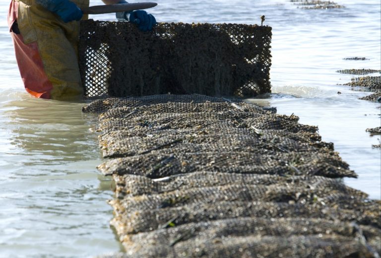 مغرب تايمز - أكادير.. حلول خبراء يابانيون لتبادل الخبرات في مجال تربية المحار