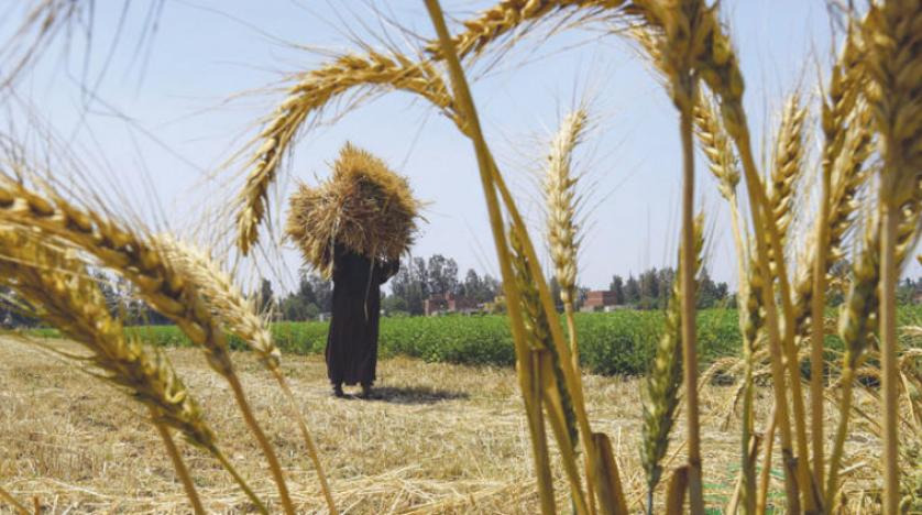 مغرب تايمز - بعد ساعات من الحرب.. ارتفاع صاروخي للقمح والذرة