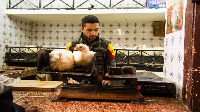 مغرب تايمز - مربو الدواجن يستنجدون بعد نفوق الدجاج