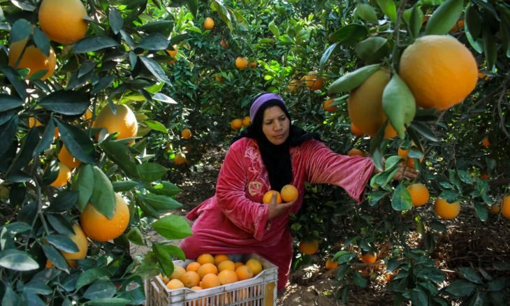 مغرب تايمز - هولندا تحظر البرتقال المغربي من الأسواق بعد ضبط "مادة" خطيرة