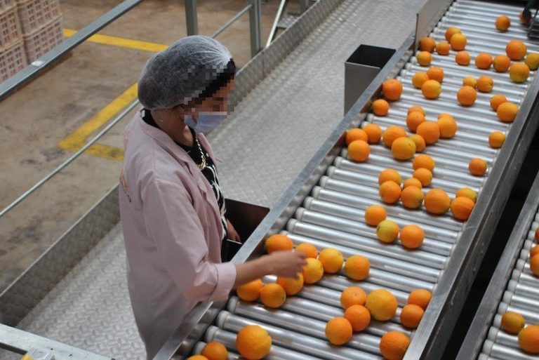 مغرب تايمز - "أونسا" تدخل على خط حظر هولندا للبرتقال المغربي من الأسواق