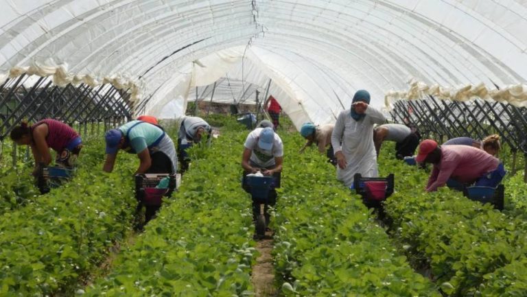 مغرب تايمز - بدعم الـ"ANAPEC".. مشروع تكويني جديد للعاملات الموسميات بإسبانيا
