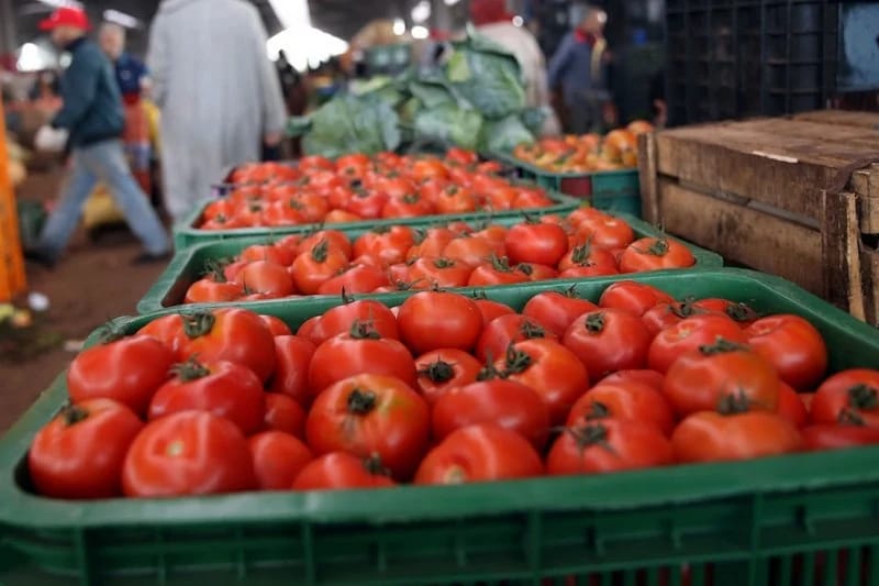 مغرب تايمز - ثمن الطماطم يقفز إلى 9 دراهم بسوق الجملة بإنزكان