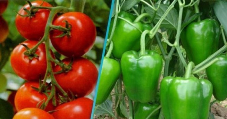 مغرب تايمز - الفلفل والطماطم والبصل أصبحت خضرا فوق العادة.. "فيديو"