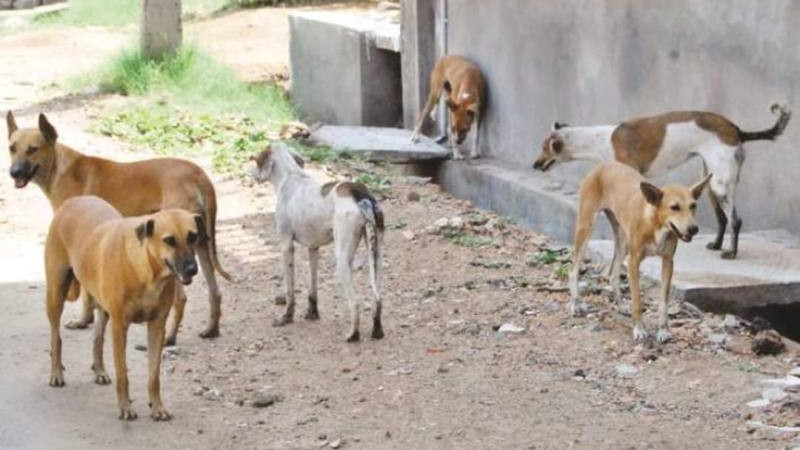 مغرب تايمز - أكادير.. الكلاب الضالة تغزو المدينة السياحية وسط اللامبالاة للمسؤولين