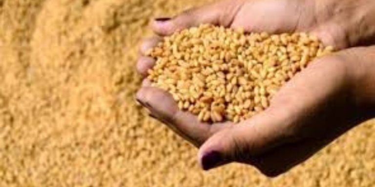 مغرب تايمز - خطة وزارة الفلاحة لمواجهة أزمة القمح