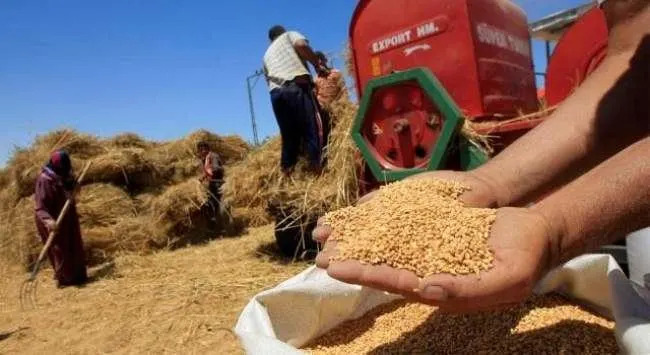 مغرب تايمز - المغرب أكبر المتضررين من أزمة القمح العالمية