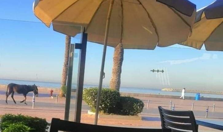 مغرب تايمز - بعد ظاهرة "الكلاب الضالة".. انتشار "الحمير" يقض مضجع السياحة بأكادير