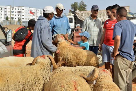 مغرب تايمز - لهيب سوق الأضاحي يرْفعُ من معاناة المغاربة
