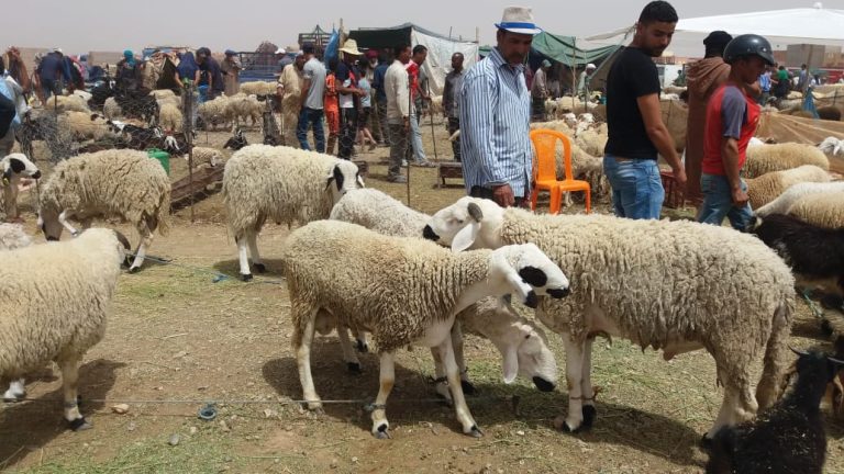 مغرب تايمز - في ظل غياب المراقبة.. السماسرة وتجار الأزمات يُلهبون أسعار الأضاحي