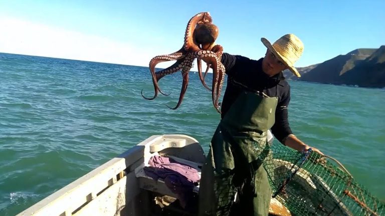 مغرب تايمز - موعد صيد "الأخطبوط" الملغوم وتمديد عطلة عيد الأضحى