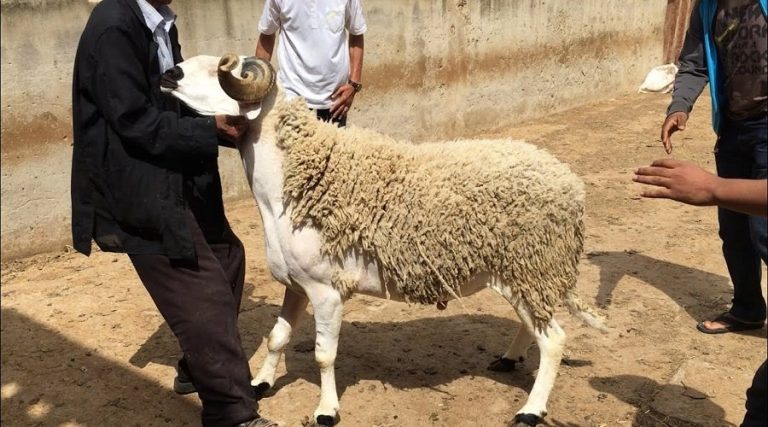 مغرب تايمز - لهذه "الأسباب" أسعار الأضاحي ستشهد ارتفاعا كبيراً