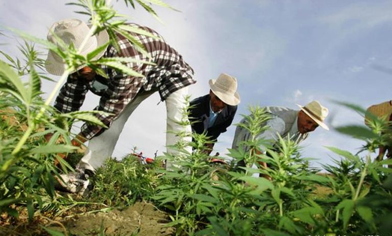 مغرب تايمز - خبير إسرائيلي يُثمن تقنين المغرب لزراعة القنب الهندي