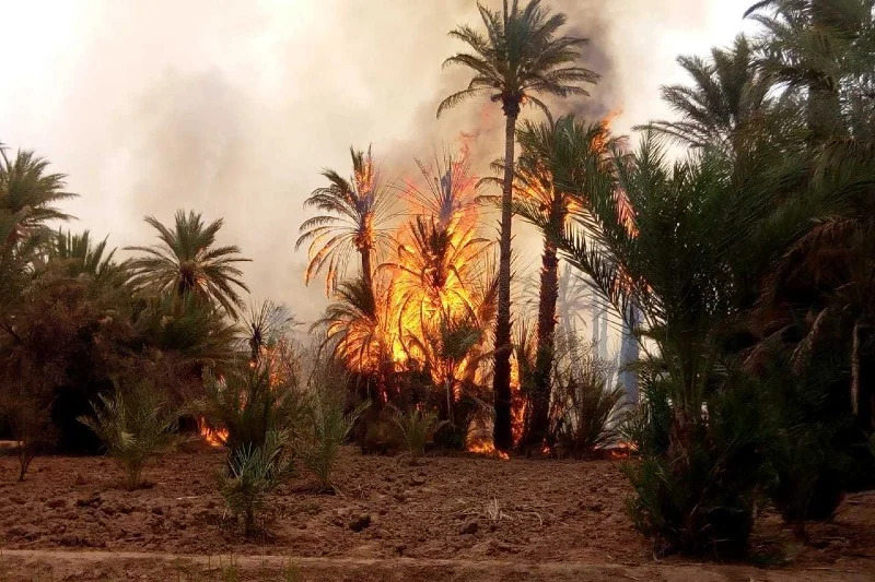 مغرب تايمز - مع إستمرار موجة الحر.. النيران تلتهم واحة الراشيدية