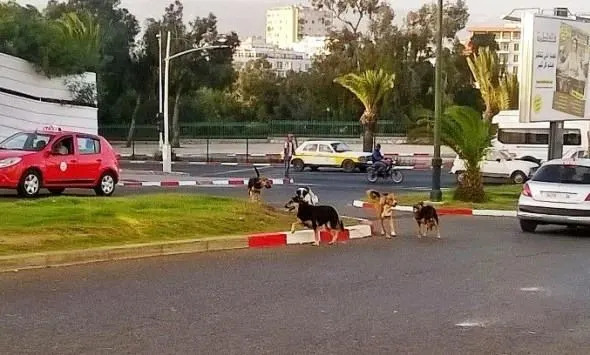 مغرب تايمز - رئيس جماعة أكادير في ورطة بسبب انتشار الكلاب الضالة