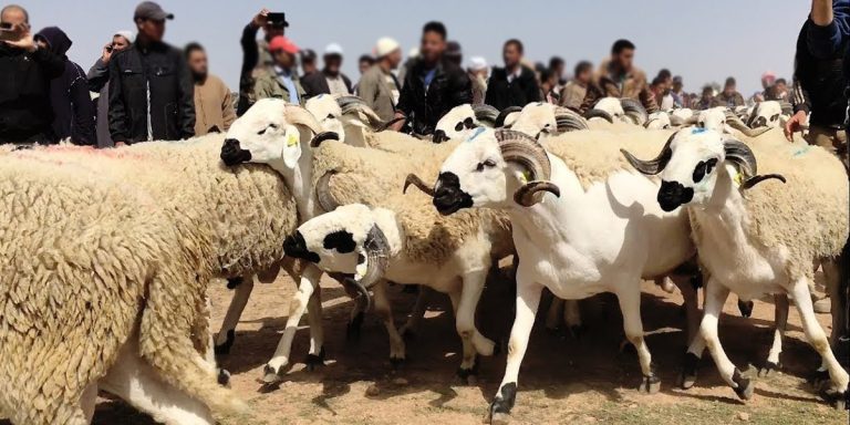 مغرب تايمز - تأمين عملية بيع الأضاحي تستنفرُ وزارة الداخلية