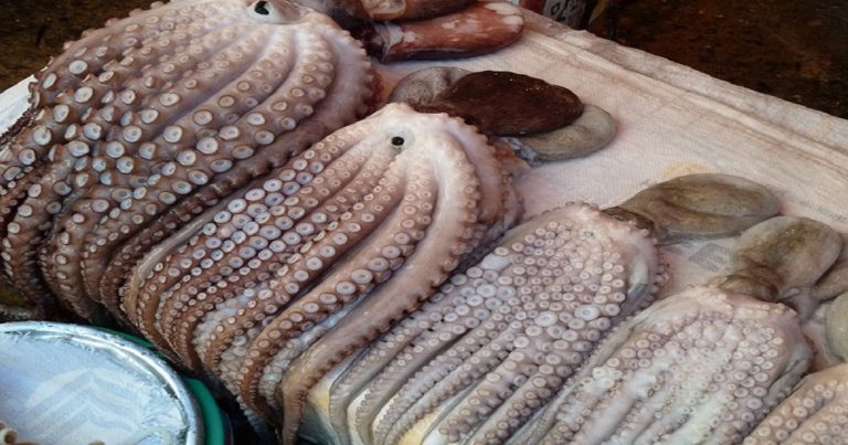 مغرب تايمز - إجتماع طارئ لحسم مستقبل موسم صيد الأخطبوط